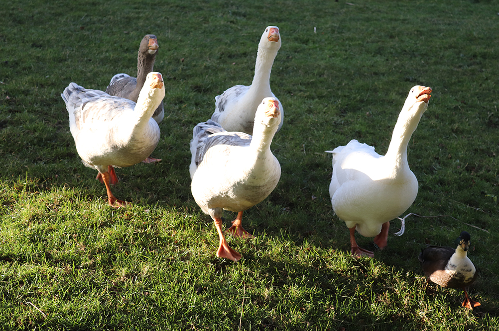 Our geese with Jim the duck in the lead