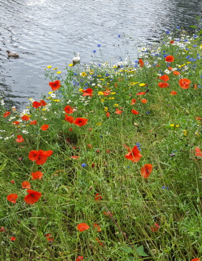 Wildflowers pond and ducks