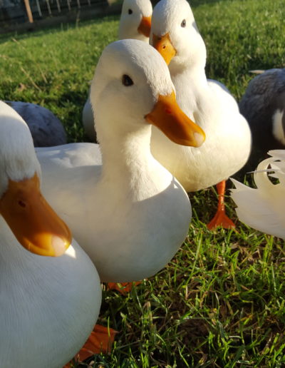 Friendly call ducks