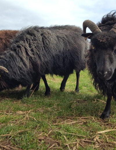 Our Hebridean Sheep