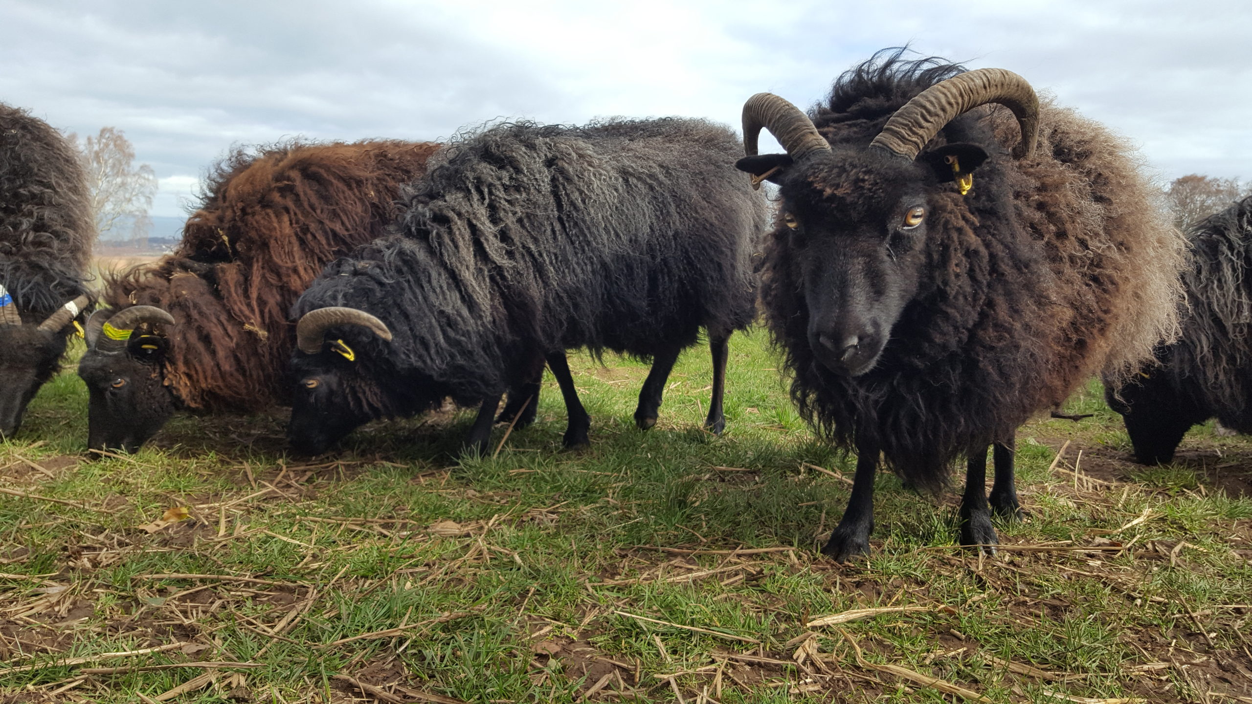 Our Hebridean Sheep