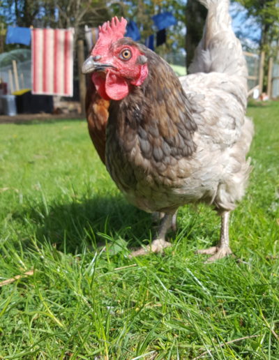 Meet our inquisitive hens