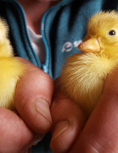 Home hatched ducklings