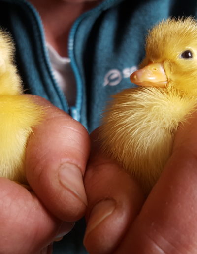 Home hatched ducklings