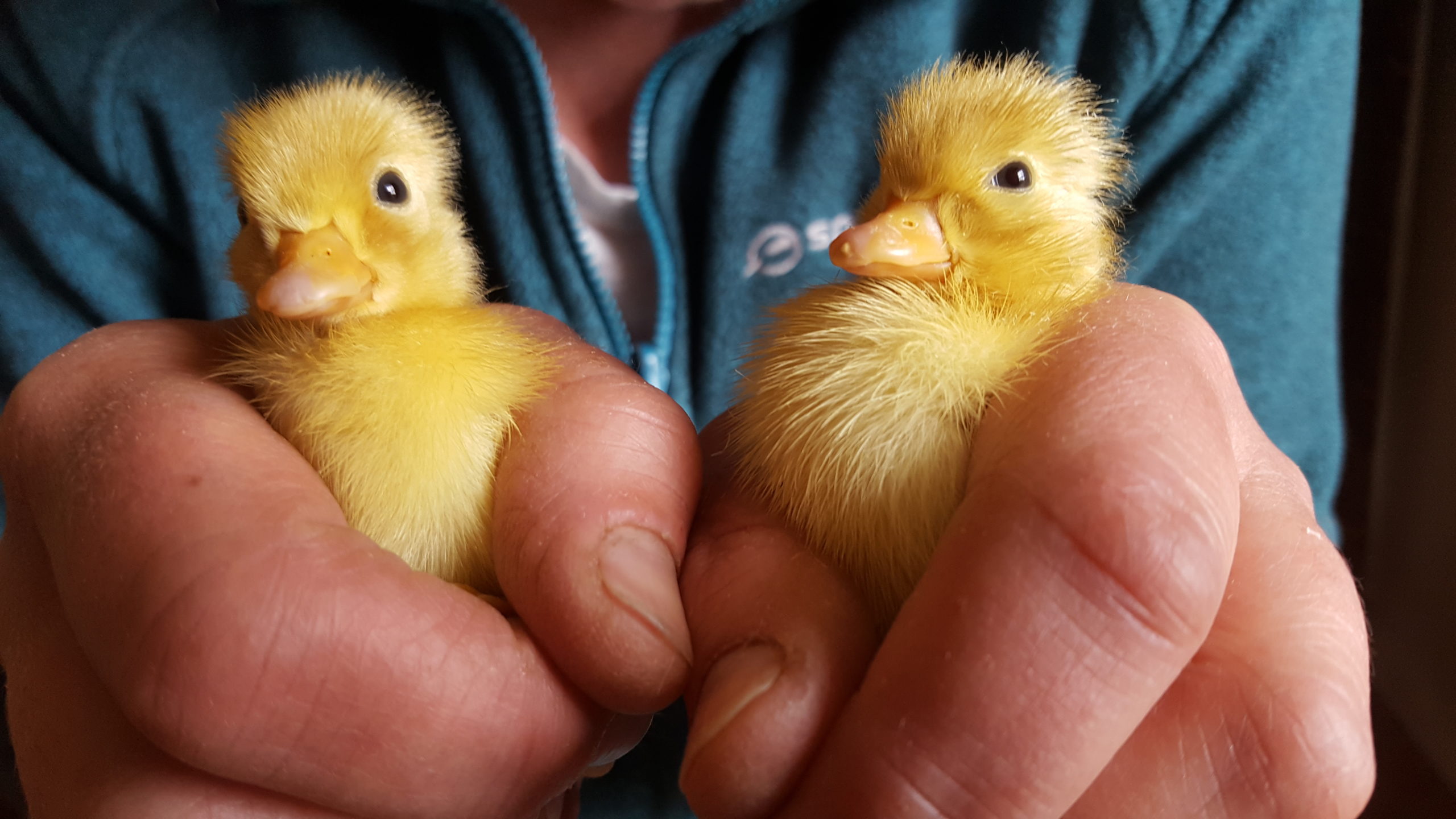 Home hatched ducklings