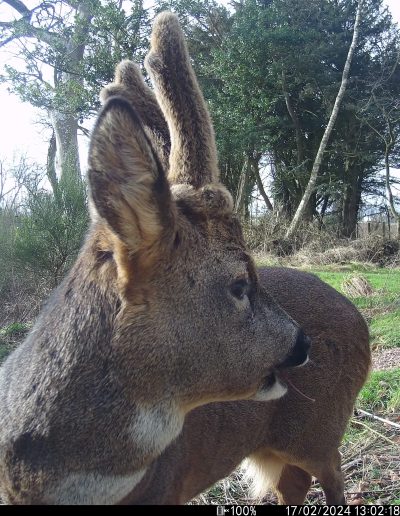 Young Roe Deer